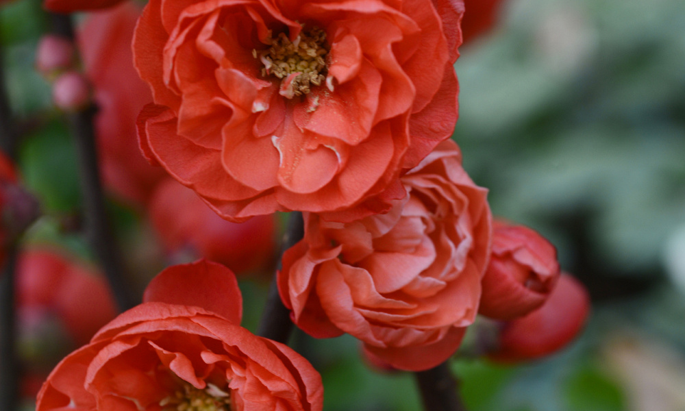 67 chaenomeles spec. mango storm 3