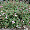 Pinky Bells L