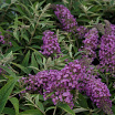 Purple Chip L