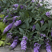 Lilac Chip