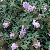 Lilac Chip L