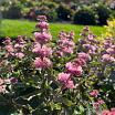 Beyond Pink'd 