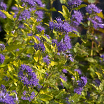 Sunny Blue<sup>®</sup> L