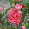Pink Storm L