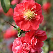 Pink Storm L
