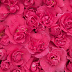 Pink Storm L