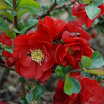 Scarlet Storm L