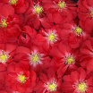 Scarlet Storm L