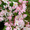 Yuki Cherry Blossom<sup>®</sup> L