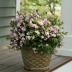 Yuki Cherry Blossom<sup>®</sup> L