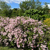 Yuki Cherry Blossom<sup>®</sup> L