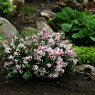 Yuki Cherry Blossom<sup>®</sup> L