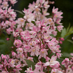 Yuki Cherry Blossom<sup>®</sup> L