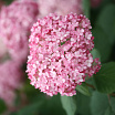 Pink Annabelle<sup>®</sup> L
