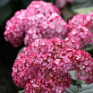 Ruby Annabelle<sup>®</sup> L