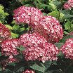 Ruby Annabelle<sup>®</sup> L