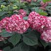 Ruby Annabelle<sup>®</sup> L
