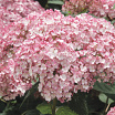 Sweet Annabelle<sup>®</sup>