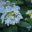 Flair & Flavours<sup>®</sup> Blue Sprinkles XL