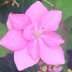 Flair & Flavours<sup>®</sup> Pink Sweethearts XL
