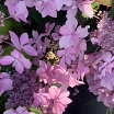Flair & Flavours<sup>®</sup> Pink Sweethearts XL