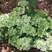 Fairytrail<sup>®</sup> Green XL