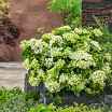 Fairytrail<sup>®</sup> Green XL
