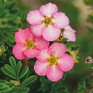 Happy Hearts<sup>®</sup>Pink Star 