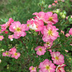 Happy Hearts<sup>®</sup>Pink Star 