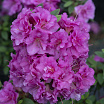 Perfecto Mundo<sup>®</sup> Double Purple 