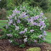 Scentara<sup>®</sup> Double Blue 