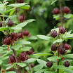 Simply Scentsational<sup>®</sup> 