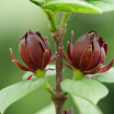 Simply Scentsational<sup>®</sup> 