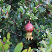 Pompommy<sup>®</sup> 