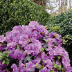 Perfecto Mundo<sup>®</sup> Double Purple 