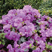 Perfecto Mundo<sup>®</sup> Double Purple 