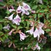 Pinky Bells L