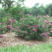 Pink Micro Chip<sup>®</sup> L