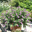 Purple Chip L
