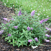 Lilac Chip L