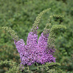 Lilac Chip L