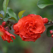 Orange Storm L