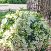 Fairytrail<sup>®</sup> White XL