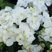 Fairytrail<sup>®</sup> White XL