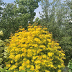 Lemony Lace<sup>®</sup> L