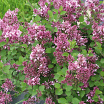 Bloomerang<sup>®</sup> Tiny Purple L