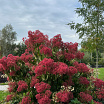 Temple of Bloom<sup>®</sup> 