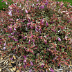 Swirly Bells<sup>®</sup> L