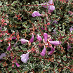 Swirly Bells<sup>®</sup> L