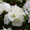 Perfecto Mundo<sup>®</sup> Double White